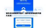 猫和老鼠蝙蝠聊天图片（猫和老鼠蝙蝠聊天图片高清）